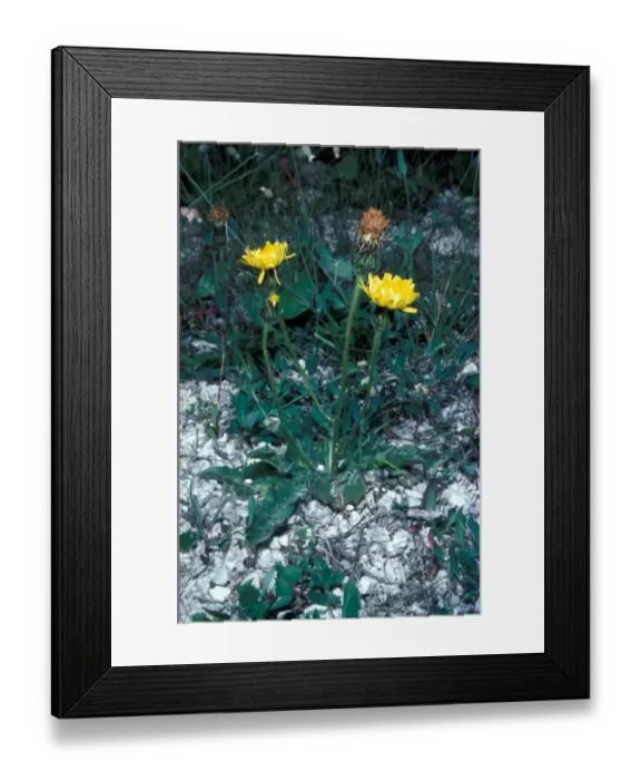 Framed Print : Spotted Cats Ear Flower Framed Print : Spotted Cats Ear Flower