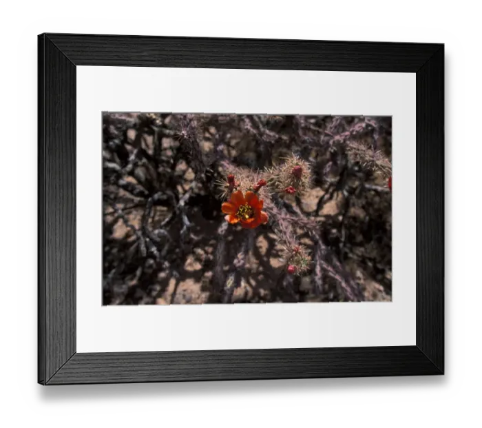 Framed Print : Buckhorn Cholla (Opuntia acanthocarpa) Flower - Arizona Framed Print : Buckhorn Cholla (Opuntia acanthocarpa) Flower - Arizona