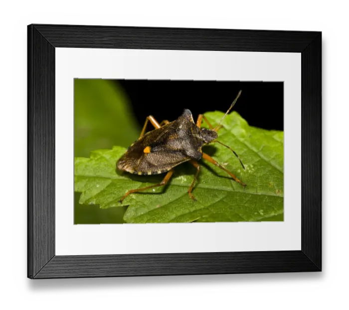 Framed Print : Forest Bug (Pentatoma rufipes) adult, resting on leaf, Brede High Woods, West Sussex, England, september Framed Print : Forest Bug (Pentatoma rufipes) adult, resting on leaf, Brede High Woods, West Sussex, England, september