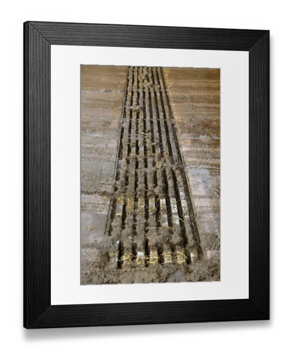Framed Print : Concrete slats in cattle yard, to collect slurry i underground pit, England, november Framed Print : Concrete slats in cattle yard, to collect slurry i underground pit, England, november