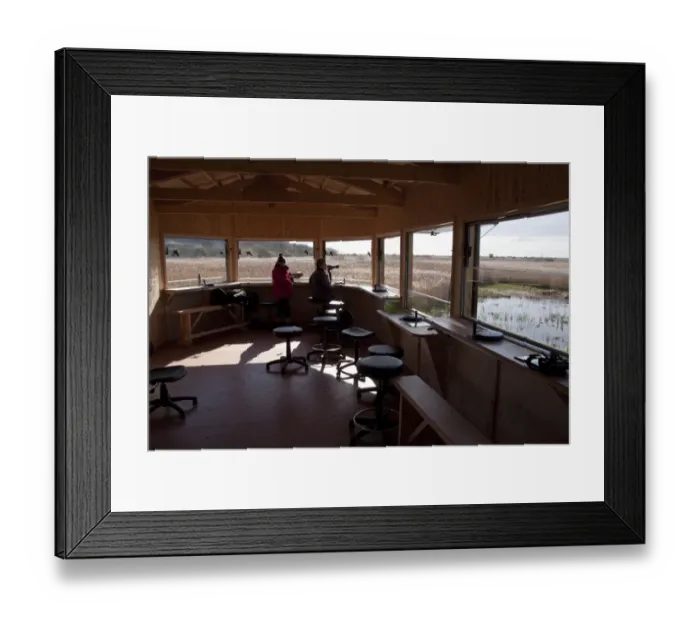 Framed Print : The New Island Mere hide at RSPB Minsmere, birdwatchers looking east over reed beds Framed Print : The New Island Mere hide at RSPB Minsmere, birdwatchers looking east over reed beds