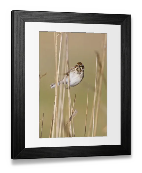 Framed Print : Reed Bunting (Emberiza schoeniclus) juvenile male, perched on reed stem, Suffolk, England, february