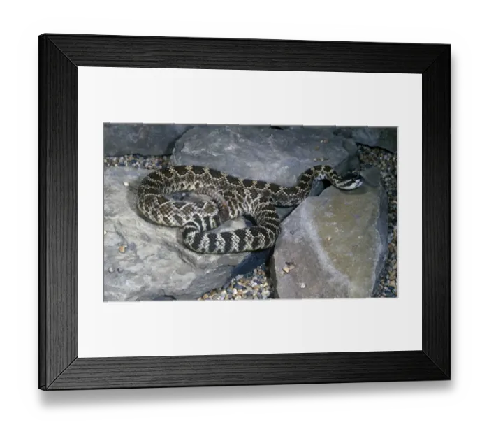 Framed Print : Southern Pacific Rattlesnake Framed Print : Southern Pacific Rattlesnake