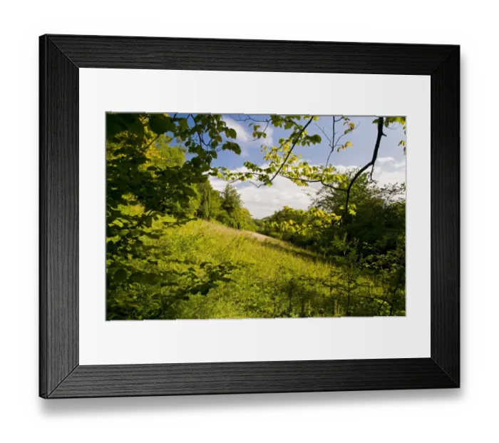 Framed Print : Woodland and downland habitat, Charles Darwins Orchis Bank, Downe Bank Nature Reserve, North Downs, Kent, England Framed Print : Woodland and downland habitat, Charles Darwins Orchis Bank, Downe Bank Nature Reserve, North Downs, Kent, England