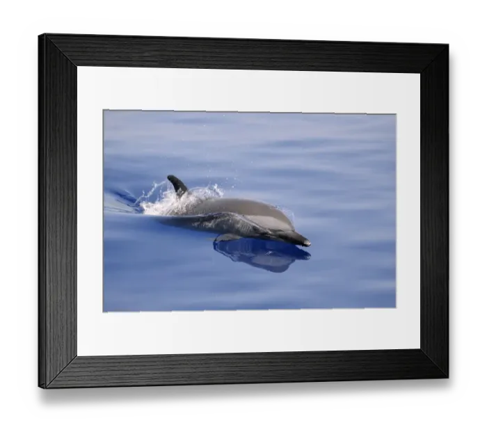 Framed Print : Pantropical Spotted Dolphin (Stenella attenuata) adult, surfacing from water, Maldives, march Framed Print : Pantropical Spotted Dolphin (Stenella attenuata) adult, surfacing from water, Maldives, march