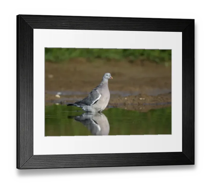 Framed Print : Wood Pigeon (Columba palumbus) immature, drinking, standing in shallow water, Midlands, England, august