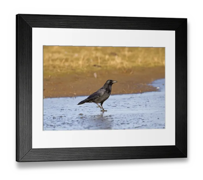 Framed Print : Carrion Crow (Corvus corone) adult, walking across ice, Norfolk, England, february Framed Print : Carrion Crow (Corvus corone) adult, walking across ice, Norfolk, England, february