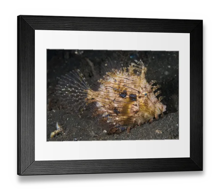 Framed Print : Leafy Filefish (Chaetodermis penicilligera) adult, swimming at night, Lembeh Straits, Sulawesi, Sunda Islands Framed Print : Leafy Filefish (Chaetodermis penicilligera) adult, swimming at night, Lembeh Straits, Sulawesi, Sunda Islands
