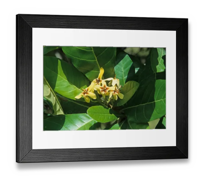 Framed Print : Genipapo (Genipa americana) close-up of flowers, Brazil Framed Print : Genipapo (Genipa americana) close-up of flowers, Brazil