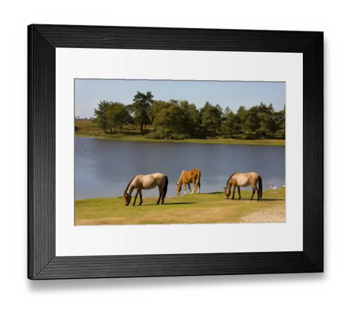 Framed Print : New Forest Pony, three adults, grazing at edge of lake, New Forest, Hampshire, England, september Framed Print : New Forest Pony, three adults, grazing at edge of lake, New Forest, Hampshire, England, september