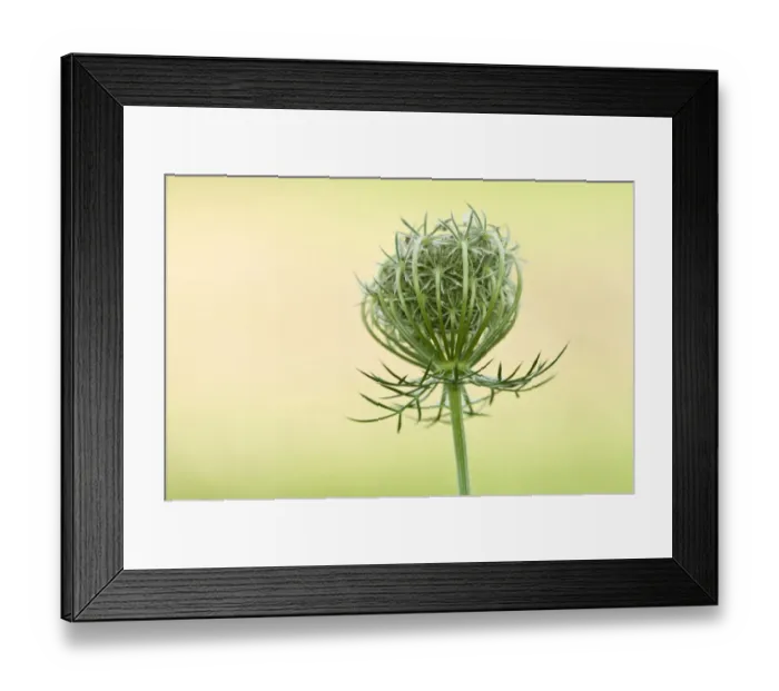 Framed Print : Wild Carrot (Daucus carota) close-up of seedhead, growing in wildflower meadow, near Downe, Kent, England, august Framed Print : Wild Carrot (Daucus carota) close-up of seedhead, growing in wildflower meadow, near Downe, Kent, England, august