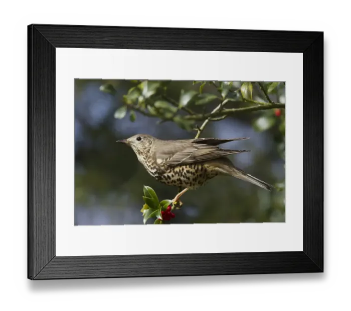 Framed Print : Mistle Thrush (Turdus viscivorus) adult, perched in European Holly (Ilex aquifolium) with berries, New Forest N. P Framed Print : Mistle Thrush (Turdus viscivorus) adult, perched in European Holly (Ilex aquifolium) with berries, New Forest N. P