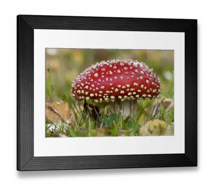 Framed Print : Fly Agaric (Amanita muscaria) freshly sprouted fruiting body, growing in grass, Basingstoke, Hampshire, England Framed Print : Fly Agaric (Amanita muscaria) freshly sprouted fruiting body, growing in grass, Basingstoke, Hampshire, England