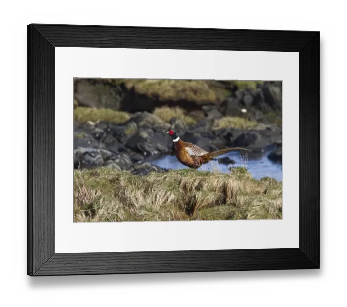 Framed Print : Male common Pheasant near the sea shore on Jura, Scotland Framed Print : Male common Pheasant near the sea shore on Jura, Scotland