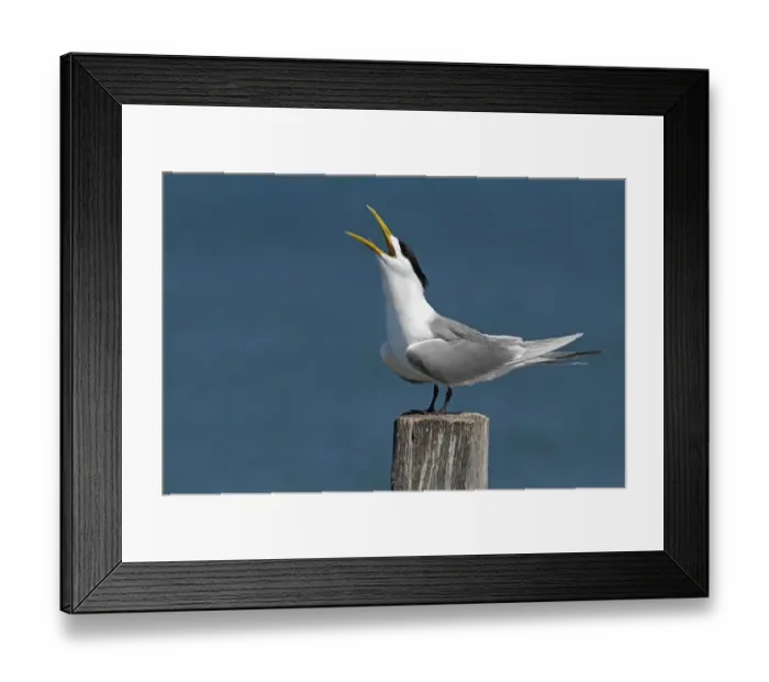 Framed Print : Greater Crested Tern (Thalasseus bergii) adult male, breeding plumage, calling, standing on post at coastal resort Framed Print : Greater Crested Tern (Thalasseus bergii) adult male, breeding plumage, calling, standing on post at coastal resort