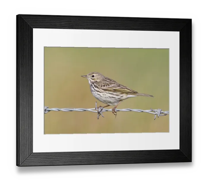 Framed Print : Meadow Pipit (Anthus pratensis) adult, perched on barbed wire, Suffolk, England, april Framed Print : Meadow Pipit (Anthus pratensis) adult, perched on barbed wire, Suffolk, England, april