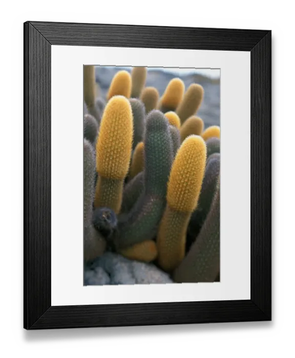 Framed Print : Lava Cactus (Brachycereus nesioticus) Isabela Is. Galapagos Framed Print : Lava Cactus (Brachycereus nesioticus) Isabela Is. Galapagos