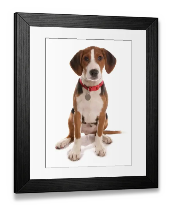 Framed Print : Domestic Dog, Hamiltonstovare (Hamilton Hound), puppy, sitting, with collar and tag Framed Print : Domestic Dog, Hamiltonstovare (Hamilton Hound), puppy, sitting, with collar and tag