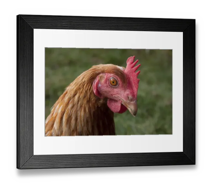 Framed Print : Domestic Chicken, freerange hen, close-up of head, on smallholding, England, october Framed Print : Domestic Chicken, freerange hen, close-up of head, on smallholding, England, october