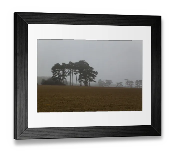 Framed Print : Scots Pine (Pinus sylvestris) habit, in misty habitat, Sandlings, Orford, Suffolk, England, march