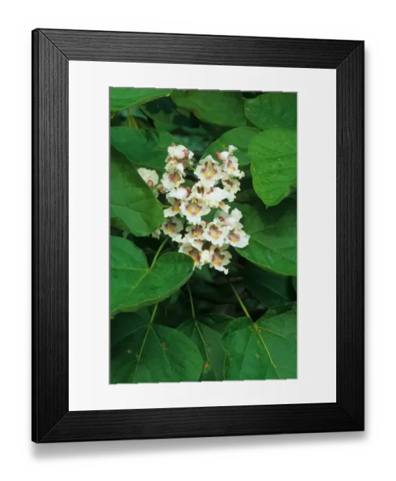 Framed Print : Northern Catalpa (Catalpa speciosa) close-up of flowers, U. S. A Framed Print : Northern Catalpa (Catalpa speciosa) close-up of flowers, U. S. A