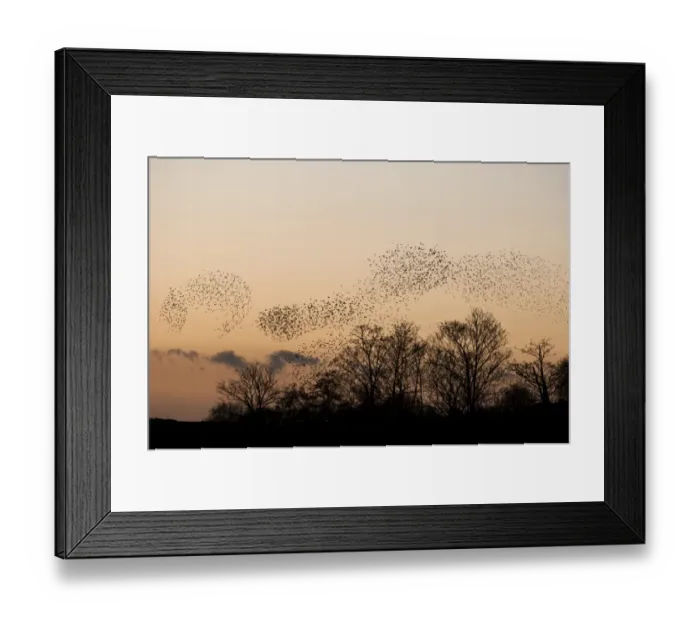 Framed Print : Common Starling (Sturnus vulgaris) flock, in roosting flight over trees at sunset, Faversham, Kent, England, december Framed Print : Common Starling (Sturnus vulgaris) flock, in roosting flight over trees at sunset, Faversham, Kent, England, december