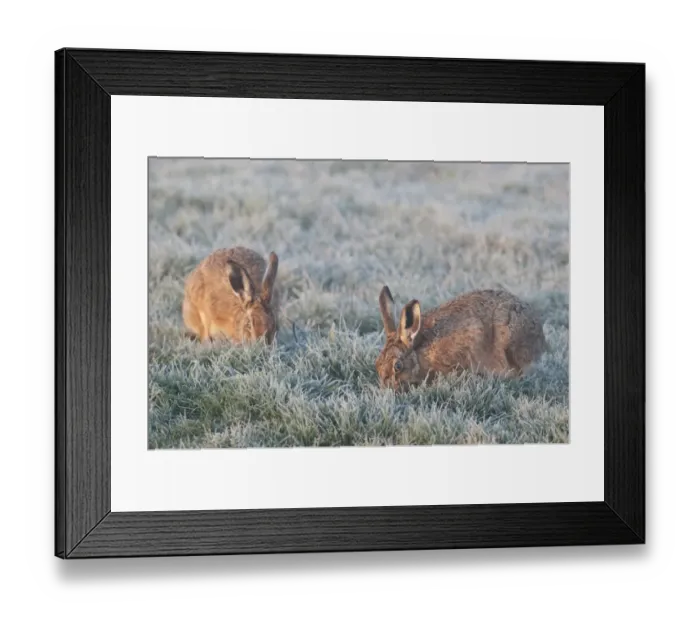 Framed Print : European Hare (Lepus europaeus) two adults, feeding on frost covered grass at dawn, Isle of Sheppey, Kent, England