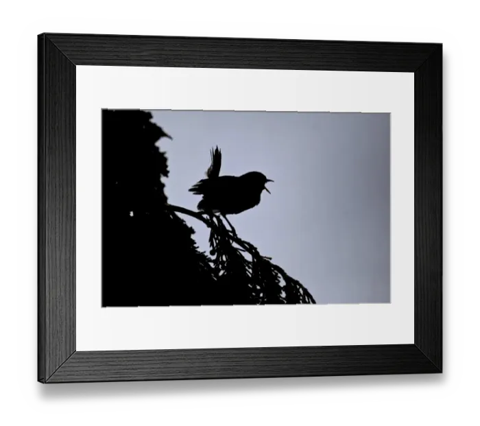 Framed Print : Eurasian Wren (Troglodytes troglodytes) adult, singing, silhouetted at dusk, Midlands, England, july