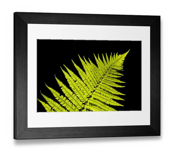 Framed Print : Male Fern (Dryopteris filix-mas) close-up of backlit frond, Brede High Woods, West Sussex, England, september