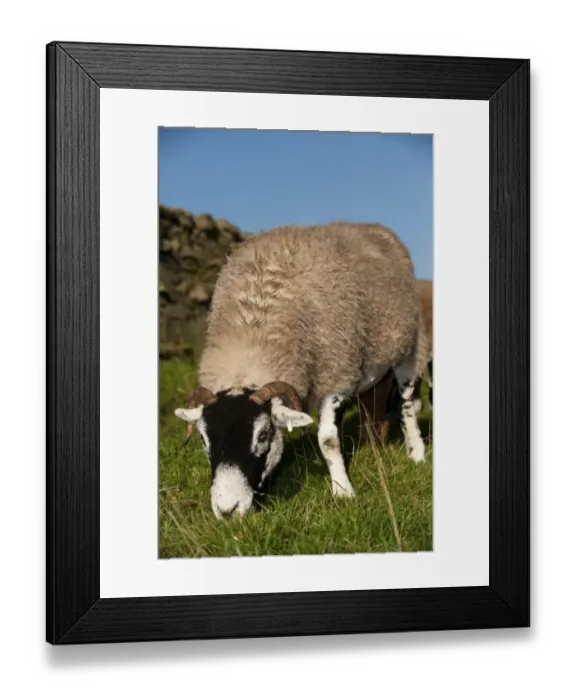 Framed Print : Domestic Sheep, Swaledale ewe, grazing in upland pasture, England, september Framed Print : Domestic Sheep, Swaledale ewe, grazing in upland pasture, England, september