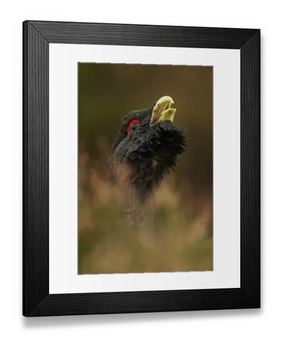 Framed Print : Western Capercaillie (Tetrao urogallus) adult male, close-up of head, rogue displaying in coniferous forest Framed Print : Western Capercaillie (Tetrao urogallus) adult male, close-up of head, rogue displaying in coniferous forest