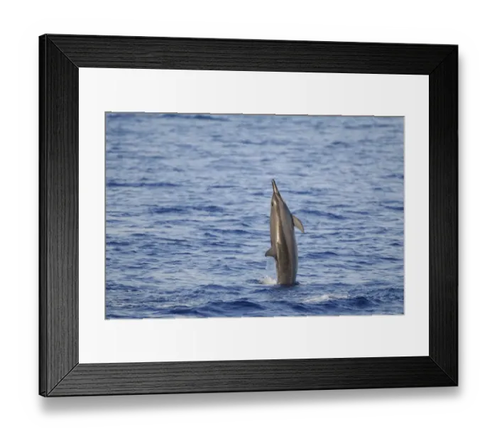 Framed Print : Spinner Dolphin (Stenella longirostris) adult, leaping out of water, Maldives, march Framed Print : Spinner Dolphin (Stenella longirostris) adult, leaping out of water, Maldives, march