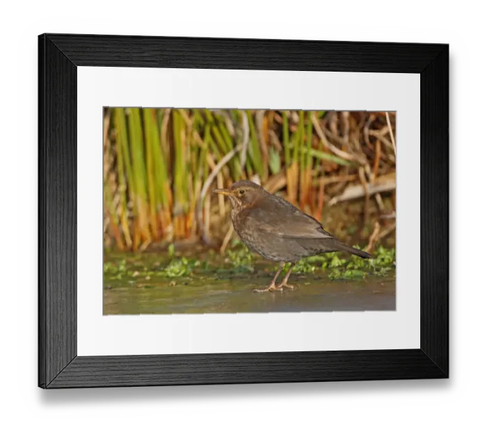 Framed Print : European Blackbird (Turdus merula merula) adult female, standing on frozen pond, Norfolk, England, january Framed Print : European Blackbird (Turdus merula merula) adult female, standing on frozen pond, Norfolk, England, january