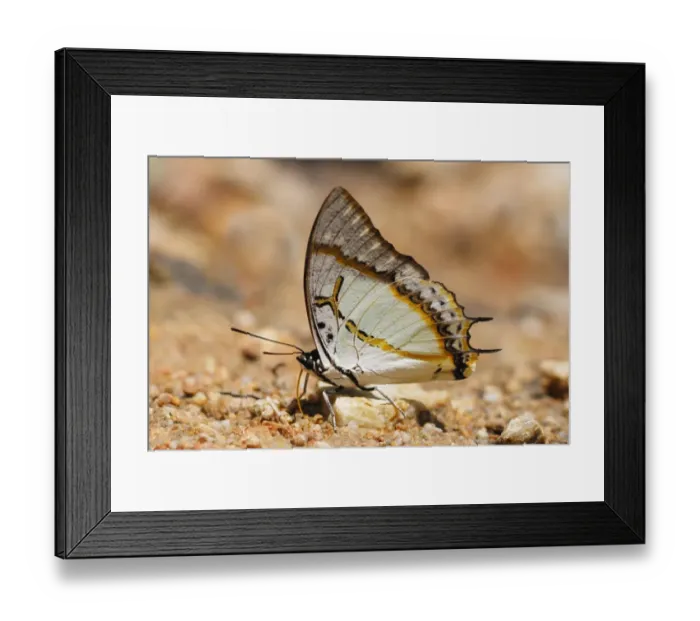 Framed Print : Great Nawab Butterfly (Polyura eudamippus) adult, feeding on mineral salts in tropical forest Framed Print : Great Nawab Butterfly (Polyura eudamippus) adult, feeding on mineral salts in tropical forest