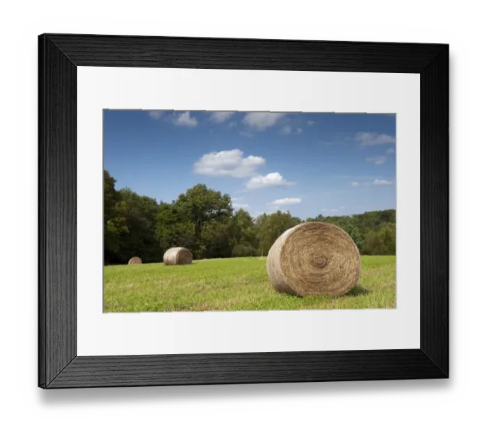 Framed Print : Round hay bales in meadow, Pennsylvania, U. S. A. september Framed Print : Round hay bales in meadow, Pennsylvania, U. S. A. september