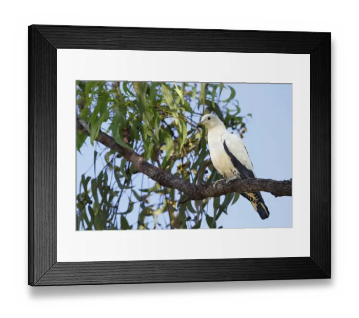 Framed Print : Pied Imperial-pigeon (Ducula bicolor) adult, perched on eucalyptus tree branch, Northern Territory, Australia Framed Print : Pied Imperial-pigeon (Ducula bicolor) adult, perched on eucalyptus tree branch, Northern Territory, Australia