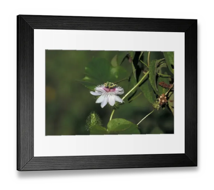Framed Print : Passion Flower (Passiflora foetida) Galapagos Framed Print : Passion Flower (Passiflora foetida) Galapagos