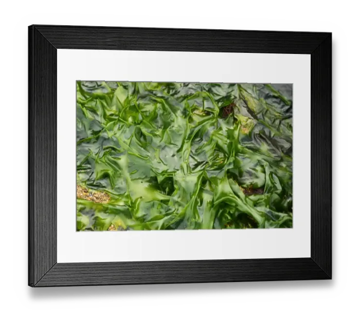 Framed Print : Sea Lettuce (Ulva lactuca) exposed at low tide, Swanage, Dorset, England, april Framed Print : Sea Lettuce (Ulva lactuca) exposed at low tide, Swanage, Dorset, England, april