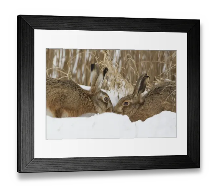 Framed Print : European Hare (Lepus europaeus) adult pair, touching noses in snow at edge of reedbed, Suffolk, England, february Framed Print : European Hare (Lepus europaeus) adult pair, touching noses in snow at edge of reedbed, Suffolk, England, february