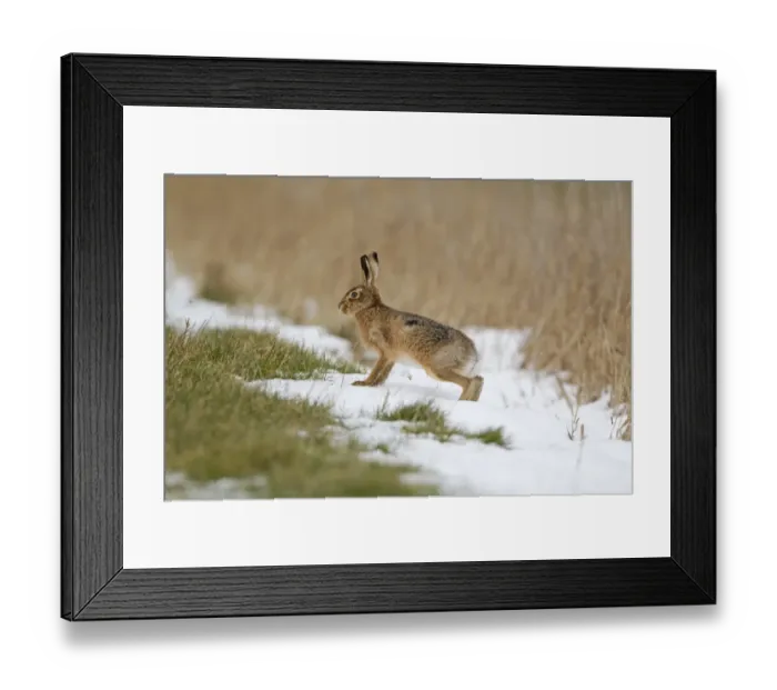 Framed Print : European Hare (Lepus europaeus) adult, standing on snow at field edge, Suffolk, England, february