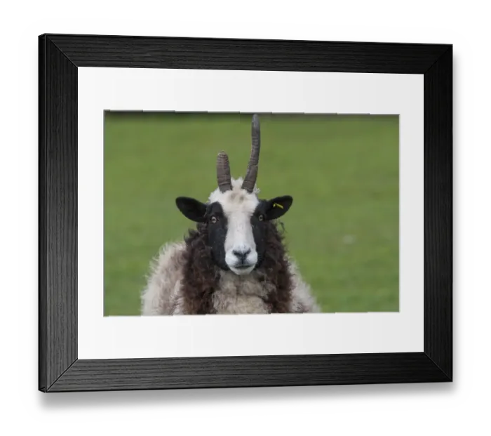 Framed Print : Domestic Sheep, Jacob Sheep, ewe, close-up of head, Longridge, Lancashire, England, march