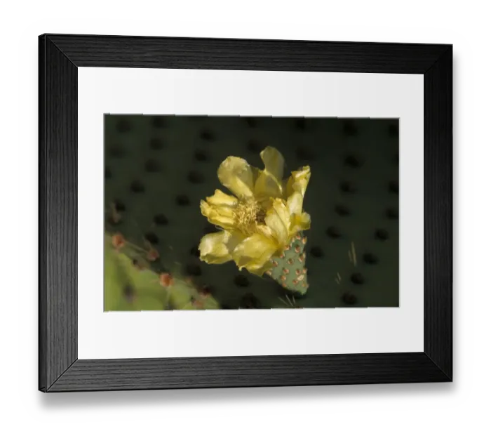 Framed Print : Prickly Pear Cactus (Opuntia echios var. zacana) Flower - North Seymour, Galapagos Framed Print : Prickly Pear Cactus (Opuntia echios var. zacana) Flower - North Seymour, Galapagos