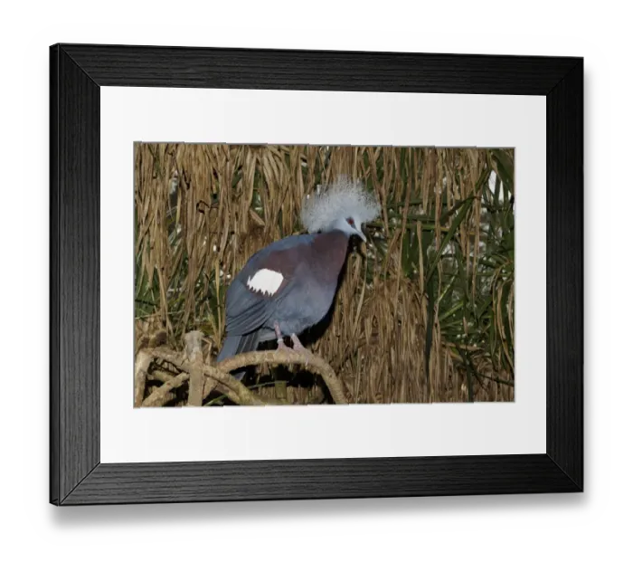 Framed Print : Blue Crowned-pigeon (Goura cristata) adult, perched on branch, Indonesia, march (captive) Framed Print : Blue Crowned-pigeon (Goura cristata) adult, perched on branch, Indonesia, march (captive)