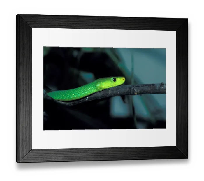Framed Print : Snake - Mamba Green (Dendroaspis augusticeps) Close-up of head on branch Framed Print : Snake - Mamba Green (Dendroaspis augusticeps) Close-up of head on branch