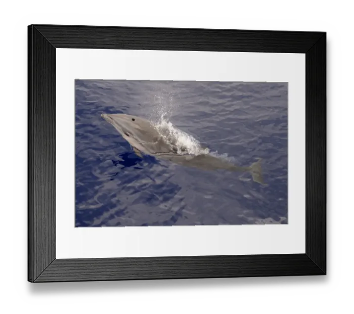 Framed Print : Frasers Dolphin (Lagenodelphis hosei) adult, spouting, surfacing from water, Maldives, march