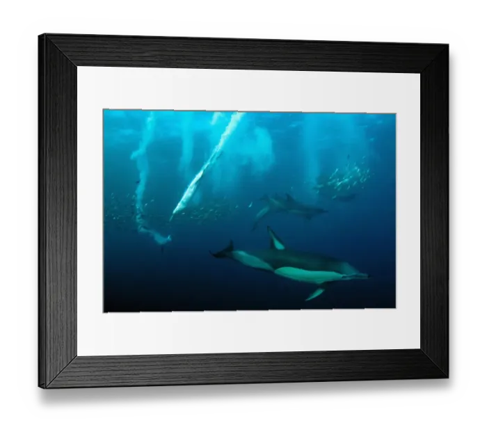 Framed Print : Long-beaked Common Dolphin (Delphinus capensis) and Cape Gannet (Morus capensis) adults