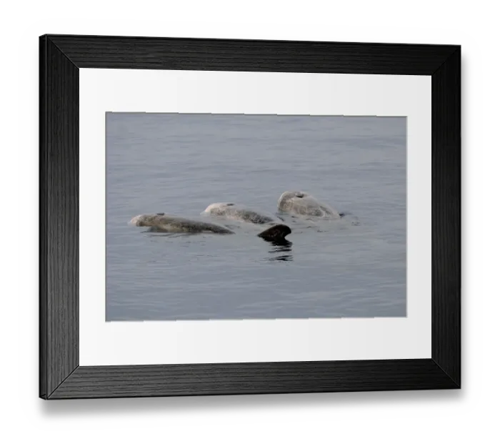 Framed Print : Rissos Dolphin (Grampus griseus) three adults, heavily scarred individuals, resting or logging at surface of water Framed Print : Rissos Dolphin (Grampus griseus) three adults, heavily scarred individuals, resting or logging at surface of water