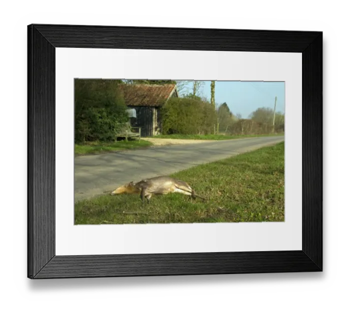 Framed Print : Chinese Muntjac killed by passing car Framed Print : Chinese Muntjac killed by passing car