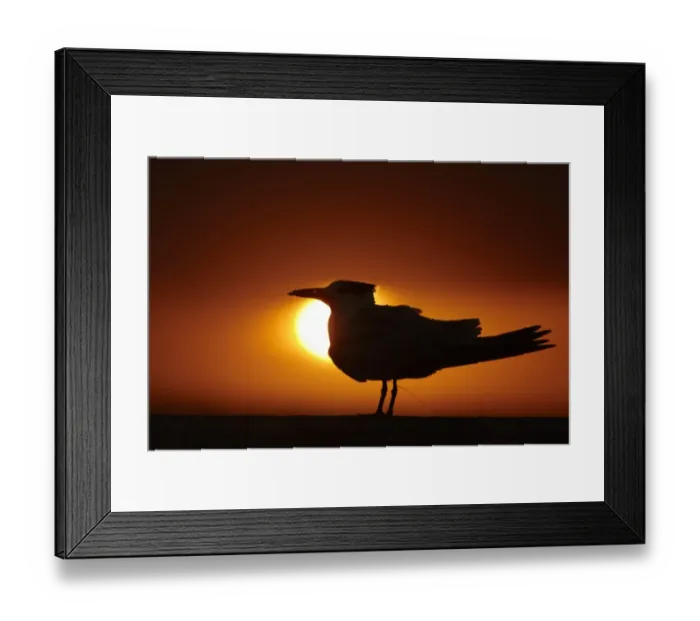 Framed Print : Royal Tern (Sterna maxima) silhouetted at sunset, with fishing line around legs, St. Petersburg, Florida, U. S. A Framed Print : Royal Tern (Sterna maxima) silhouetted at sunset, with fishing line around legs, St. Petersburg, Florida, U. S. A