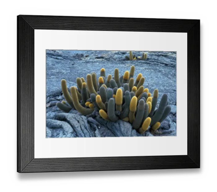 Framed Print : Lava Cactus (Brachycereus nesioticus) Isabela Is. Galapagos Framed Print : Lava Cactus (Brachycereus nesioticus) Isabela Is. Galapagos